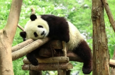 大熊猫为什么是国宝？