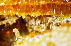 为什么蜂蜜不会变质？