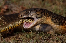 世界上最长的毒蛇是什么蛇？