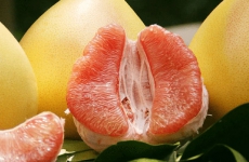 柚子的功效与作用及禁忌