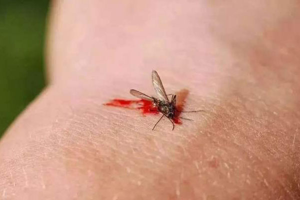 什么血型招蚊子叮咬？浅析蚊子喜欢的血型