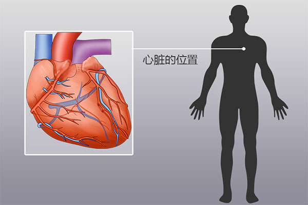 人体器官分布图，心在人体的哪个位置图解