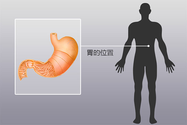 人体器官分布图，胃在人体的哪个位置图解