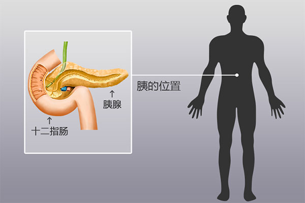 人体器官分布图，胰腺在人体的哪个位置图解