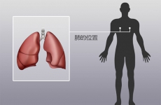 人体器官分布图，肺在人体的哪个位置图解