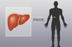 人体器官分布图，肝在人体的哪个位置图解