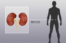 人体器官分布图，肾在人体的哪个位置图解