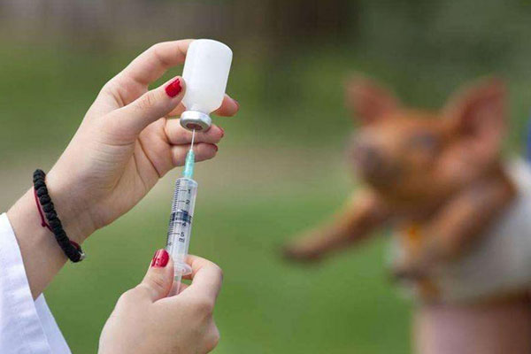 10种情况不需要打狂犬疫苗