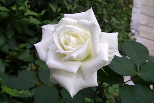 白玫瑰代表什么意思？