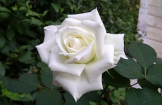 白玫瑰代表什么意思？