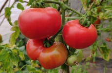 西红柿生吃的功效与作用