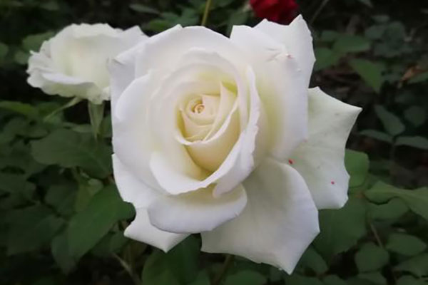 白玫瑰花语是什么意思？