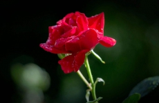 红玫瑰代表什么意思？