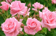 粉玫瑰代表什么意思？