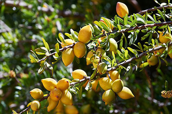 明星造型师御用护发精油MOROCCANOIL摩洛哥油