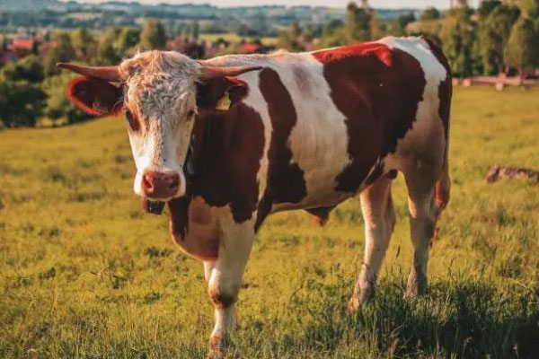 禁止吃牛肉的国家有哪些？