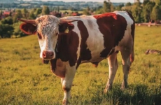禁止吃牛肉的国家有哪些？