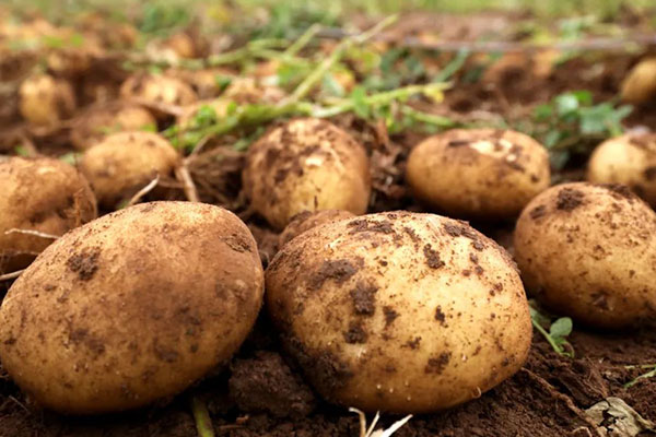 土豆发芽到什么程度不能吃？
