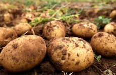 土豆发芽到什么程度不能吃？
