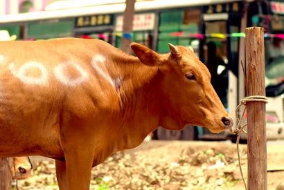 禁止吃牛肉的国家有哪些？