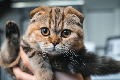 折耳猫为什么不能养？